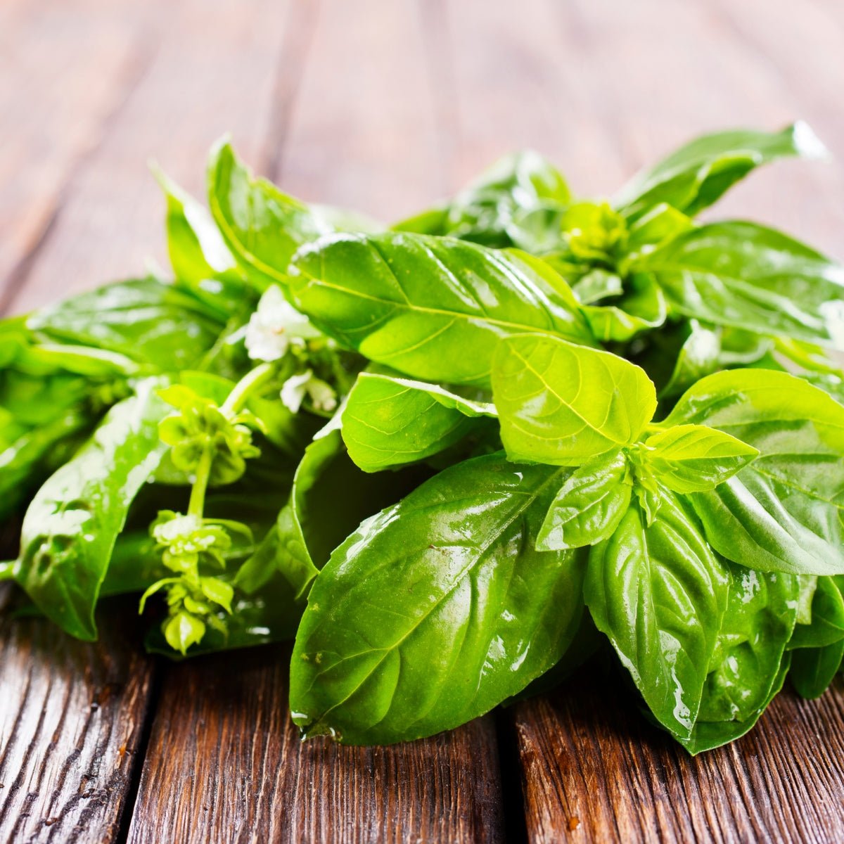 Basil Genova Seeds (Ocimum basilicum) – Italian Pesto Basil, Slow to Bolt, Strong Spicy Aroma - Oldboy&