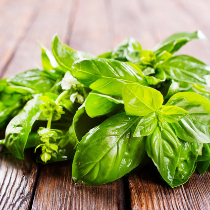 Basil Genova Seeds (Ocimum basilicum) – Italian Pesto Basil, Slow to Bolt, Strong Spicy Aroma - Oldboy&