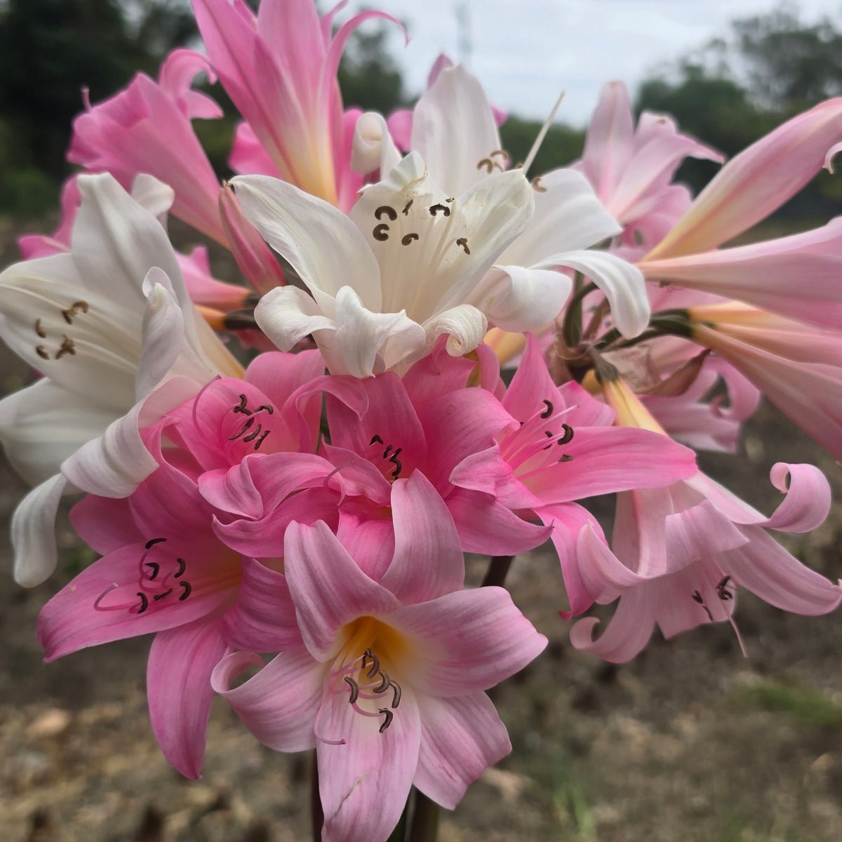 Belladonna Lily Mixed – Naked Lady Lily (Amaryllis belladonna L.) - Oldboy&