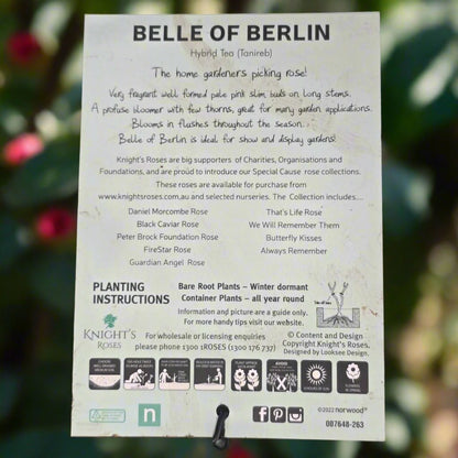 Belle Of Berlin® – Premium Hybrid Tea Rose - Oldboy&