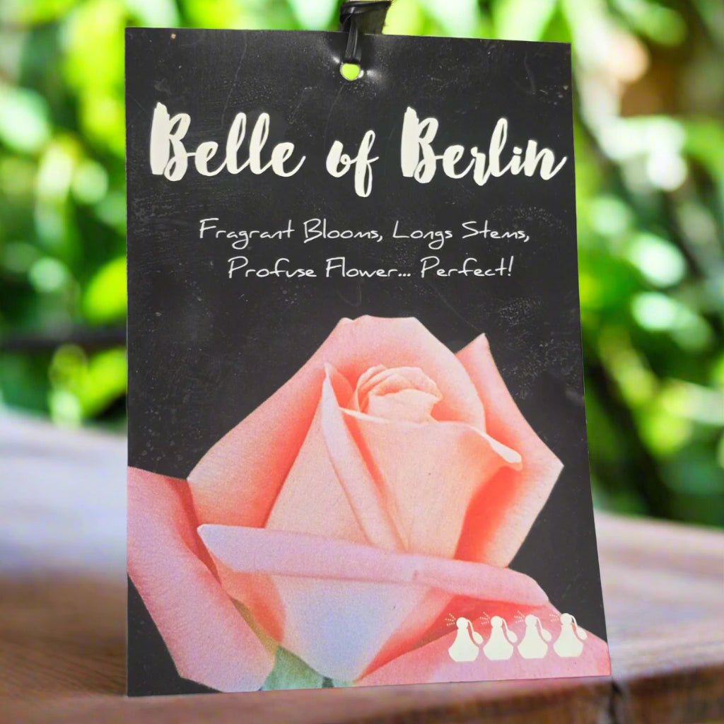 Belle Of Berlin® – Premium Hybrid Tea Rose - Oldboy&