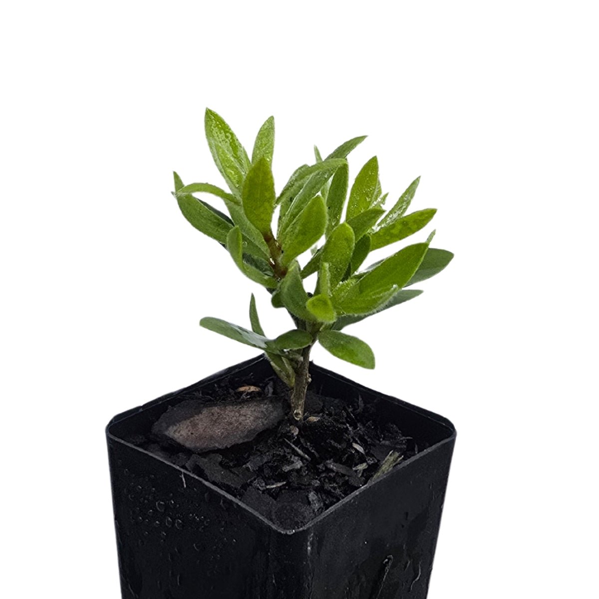 Better John™ Callistemon | Compact Red Bottlebrush - Oldboy&