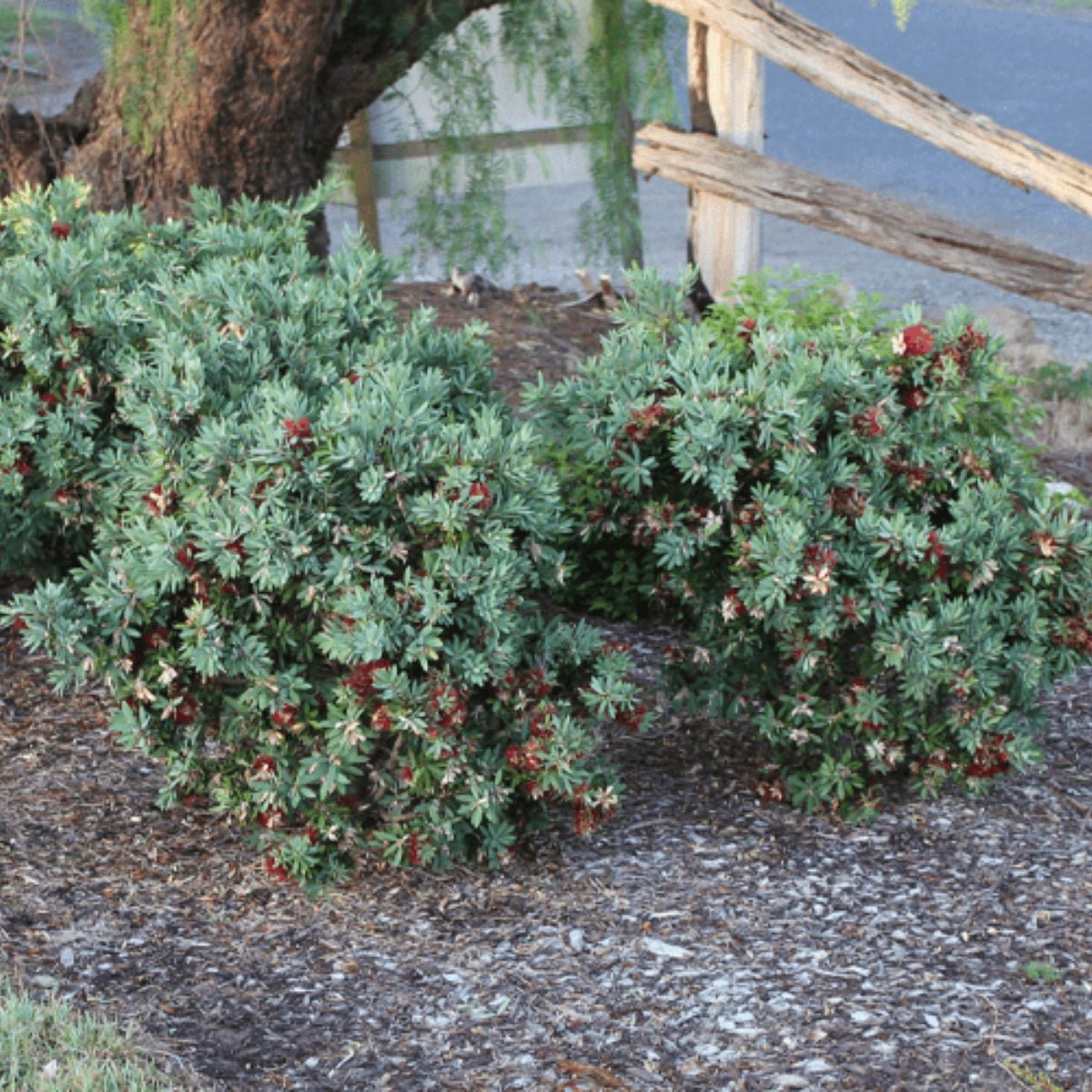 Better John™ Callistemon | Compact Red Bottlebrush - Oldboy&