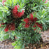 Better John™ Callistemon | Compact Red Bottlebrush - Oldboy&