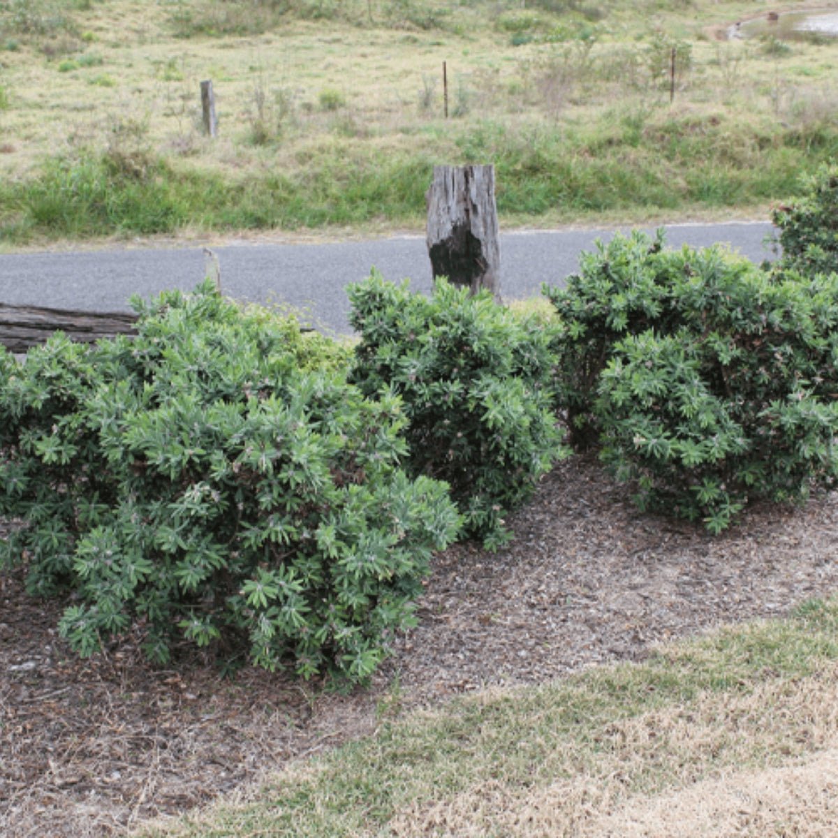 Better John™ Callistemon | Compact Red Bottlebrush - Oldboy&