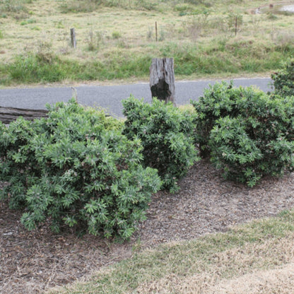 Better John™ Callistemon | Compact Red Bottlebrush - Oldboy&