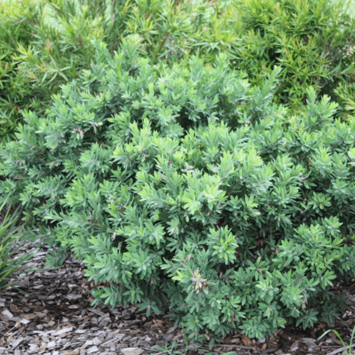 Better John™ Callistemon | Compact Red Bottlebrush - Oldboy&
