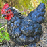 Black Chicken Hen Garden Ornament - 26cm - Oldboy&