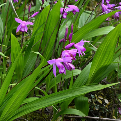 Bletilla striata | Chinese Ground Orchid - Oldboy&