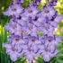 Blue Tropic Gladioli Bulb – Gladiolus Grandiflorus – Light Blue Summer Blooms - Oldboy&