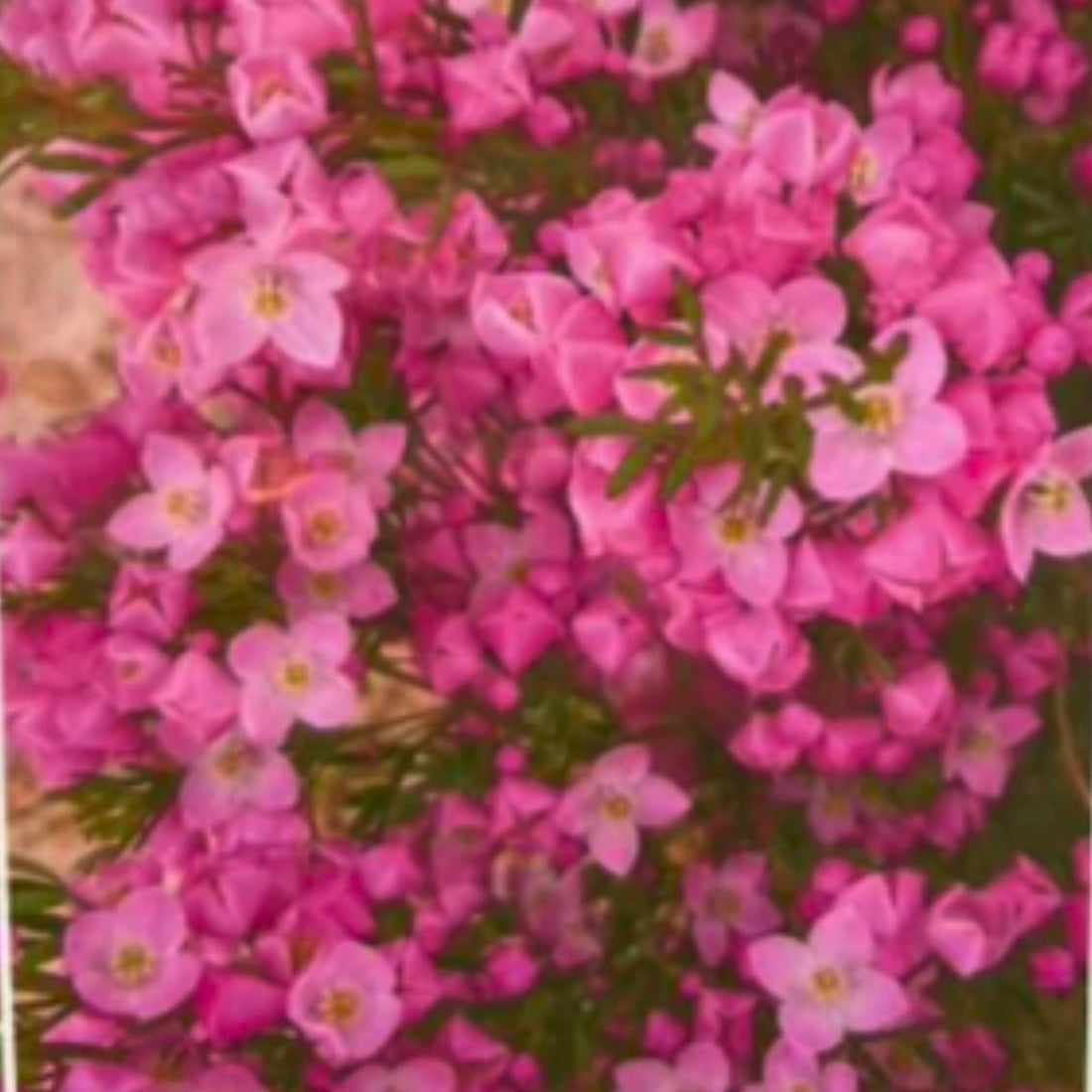 Boronia pinnata x muelleri ‘Show Off’ – Aromatic Pink Flowering Shrub - Oldboy&