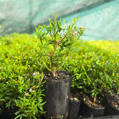 Boronia pinnata x muelleri ‘Show Off’ – Aromatic Pink Flowering Shrub - Oldboy&