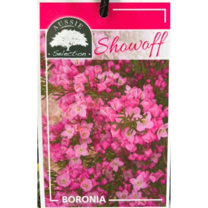 Boronia pinnata x muelleri ‘Show Off’ – Aromatic Pink Flowering Shrub - Oldboy&
