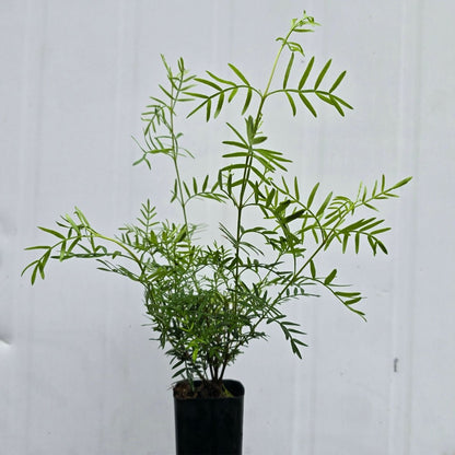 Boronia pinnata x muelleri ‘Show Off’ – Aromatic Pink Flowering Shrub - Oldboy&