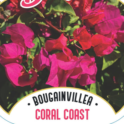Bougainvillea Brilliant Burst ‘Coral Coast’ | Bougainvillea spectabilis 50mm Pot - Oldboy&