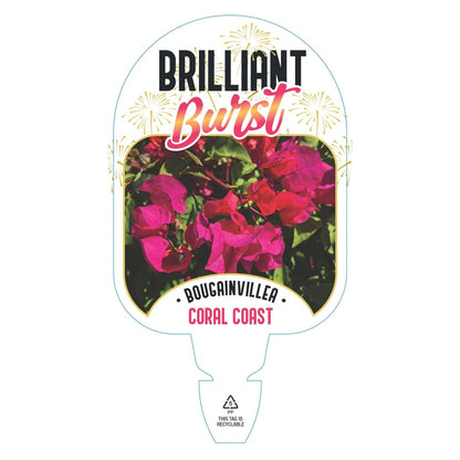 Bougainvillea Brilliant Burst ‘Coral Coast’ | Bougainvillea spectabilis 50mm Pot - Oldboy&