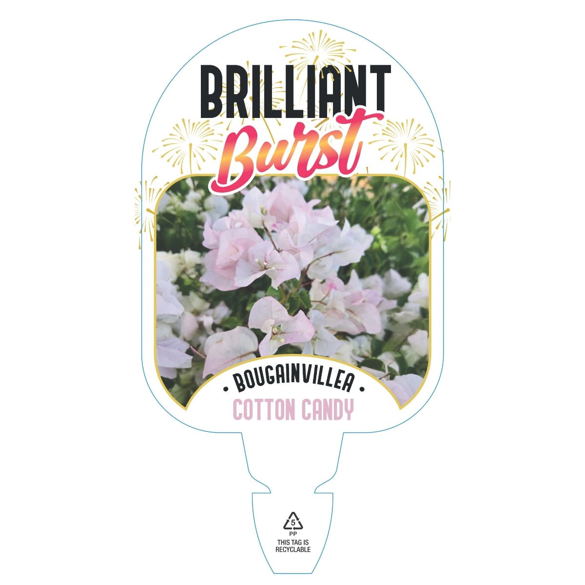 Bougainvillea Brilliant Burst ‘Cotton Candy’ | Bougainvillea spectabilis 50mm Pot - Oldboy&