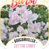 Bougainvillea Brilliant Burst ‘Cotton Candy’ | Bougainvillea spectabilis 50mm Pot - Oldboy&