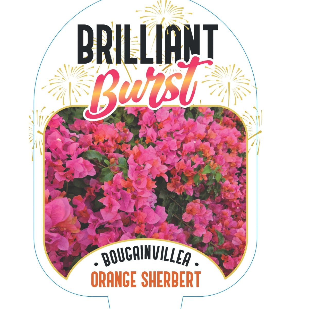 Bougainvillea Brilliant Burst ‘Orange Sherbert’ (Bougainvillea spectabilis) | 50mm Pot - Oldboy&