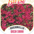 Bougainvillea Brilliant Burst ‘Queen Sarah’ (Bougainvillea spectabilis) | 50mm Pot - Oldboy&