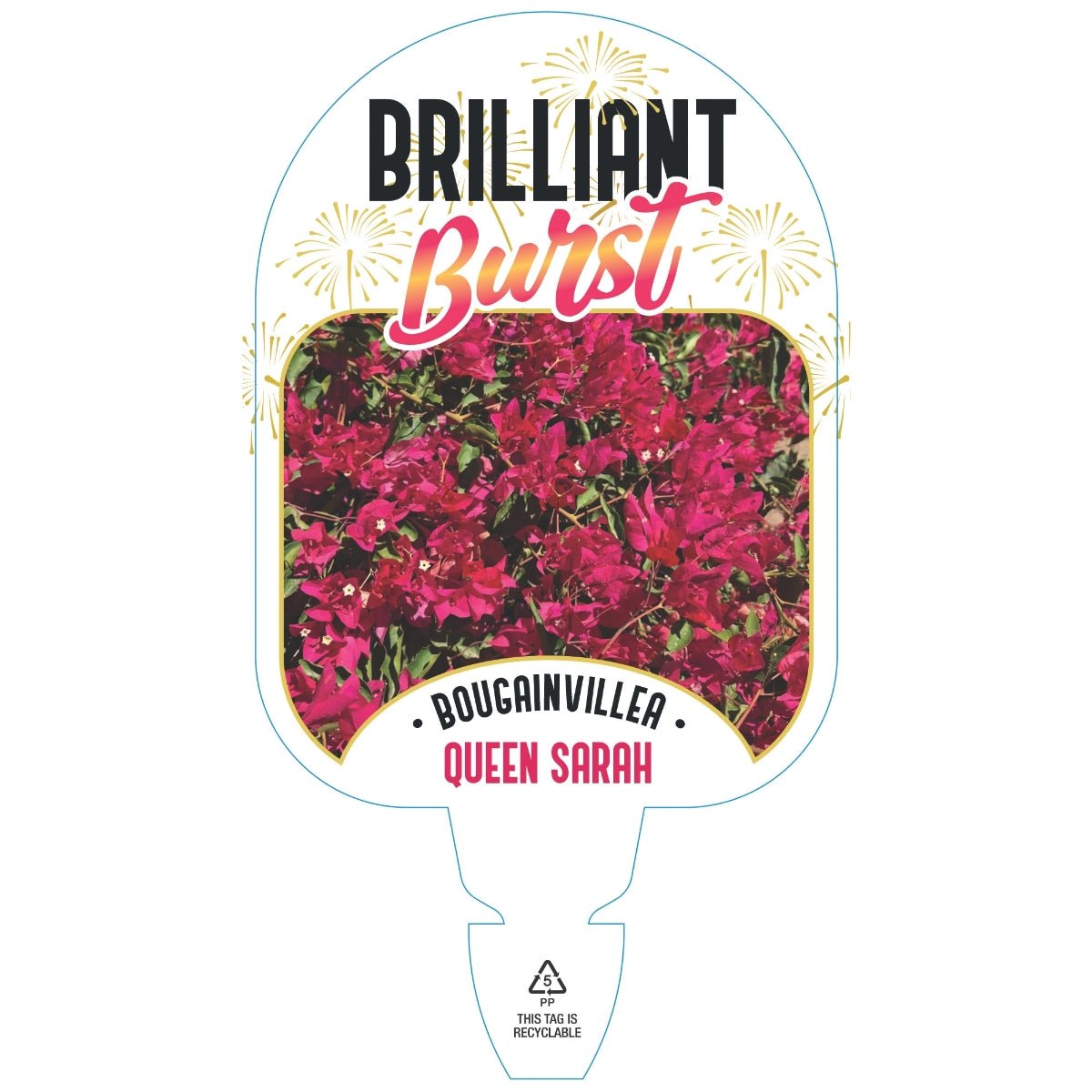 Bougainvillea Brilliant Burst ‘Queen Sarah’ (Bougainvillea spectabilis) | 50mm Pot - Oldboy&