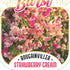 Bougainvillea Brilliant Burst ‘Strawberry Cream’ (Bougainvillea spectabilis) | 50mm Pot - Oldboy&