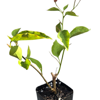 Bougainvillea Brilliant Burst ‘Strawberry Cream’ (Bougainvillea spectabilis) | 50mm Pot - Oldboy&