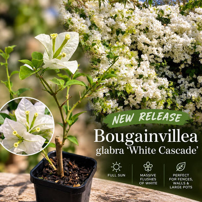 Bougainvillea glabra ‘White Cascade’ | White Flowering Climber in a 68mm Pot - Oldboy&