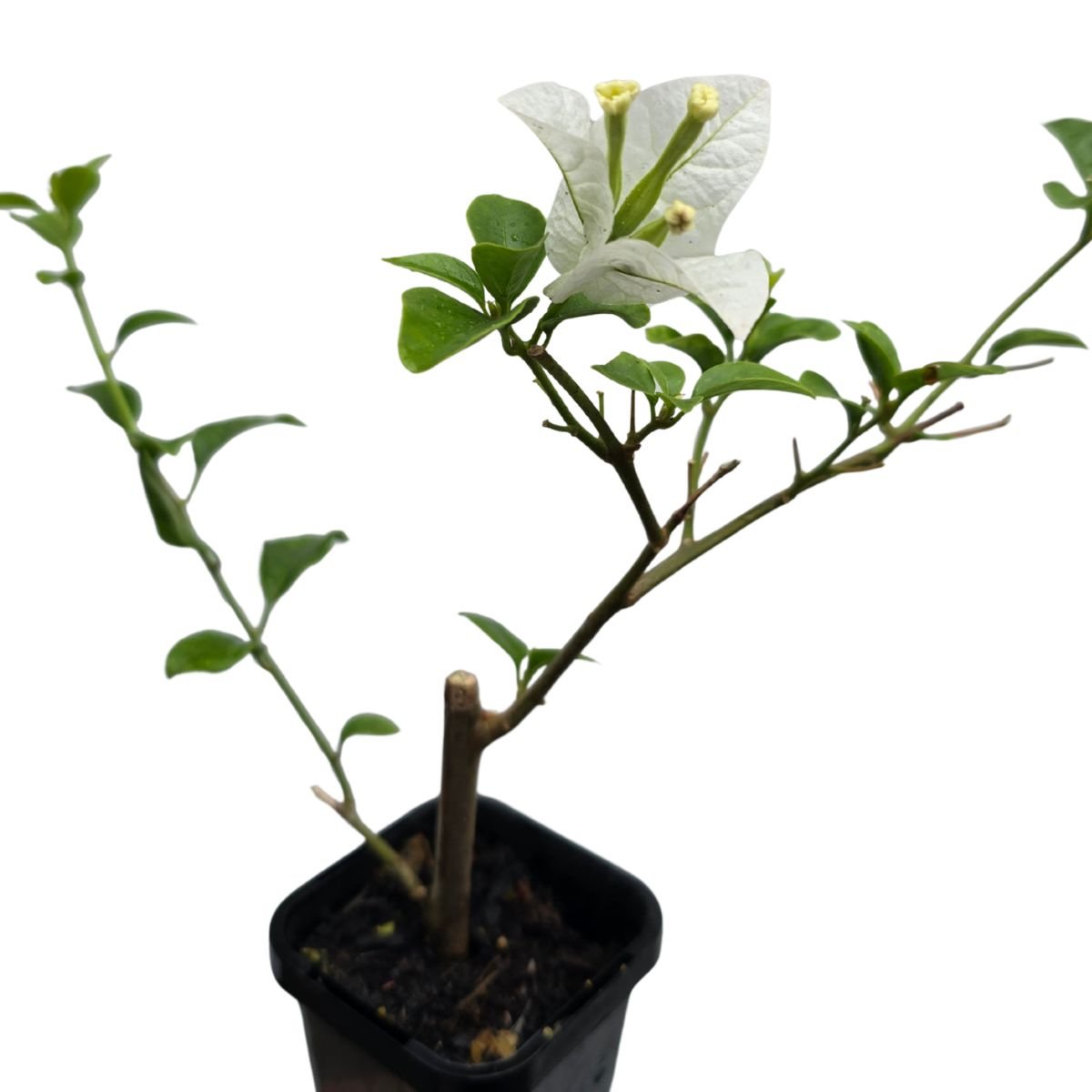 Bougainvillea glabra ‘White Cascade’ | White Flowering Climber in a 68mm Pot - Oldboy&