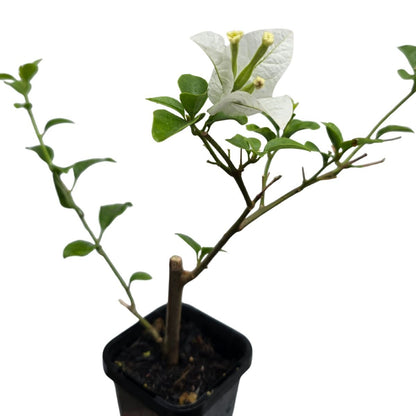 Bougainvillea glabra ‘White Cascade’ | White Flowering Climber in a 68mm Pot - Oldboy&