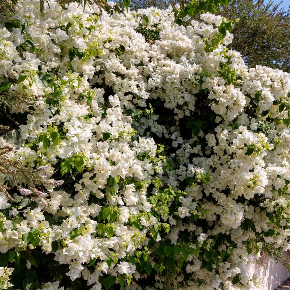 Bougainvillea glabra ‘White Cascade’ | White Flowering Climber in a 68mm Pot - Oldboy&