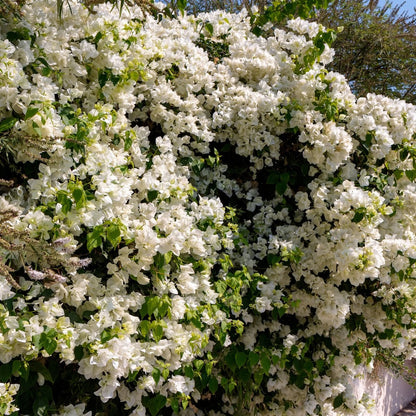 Bougainvillea glabra ‘White Cascade’ | White Flowering Climber in a 68mm Pot - Oldboy&