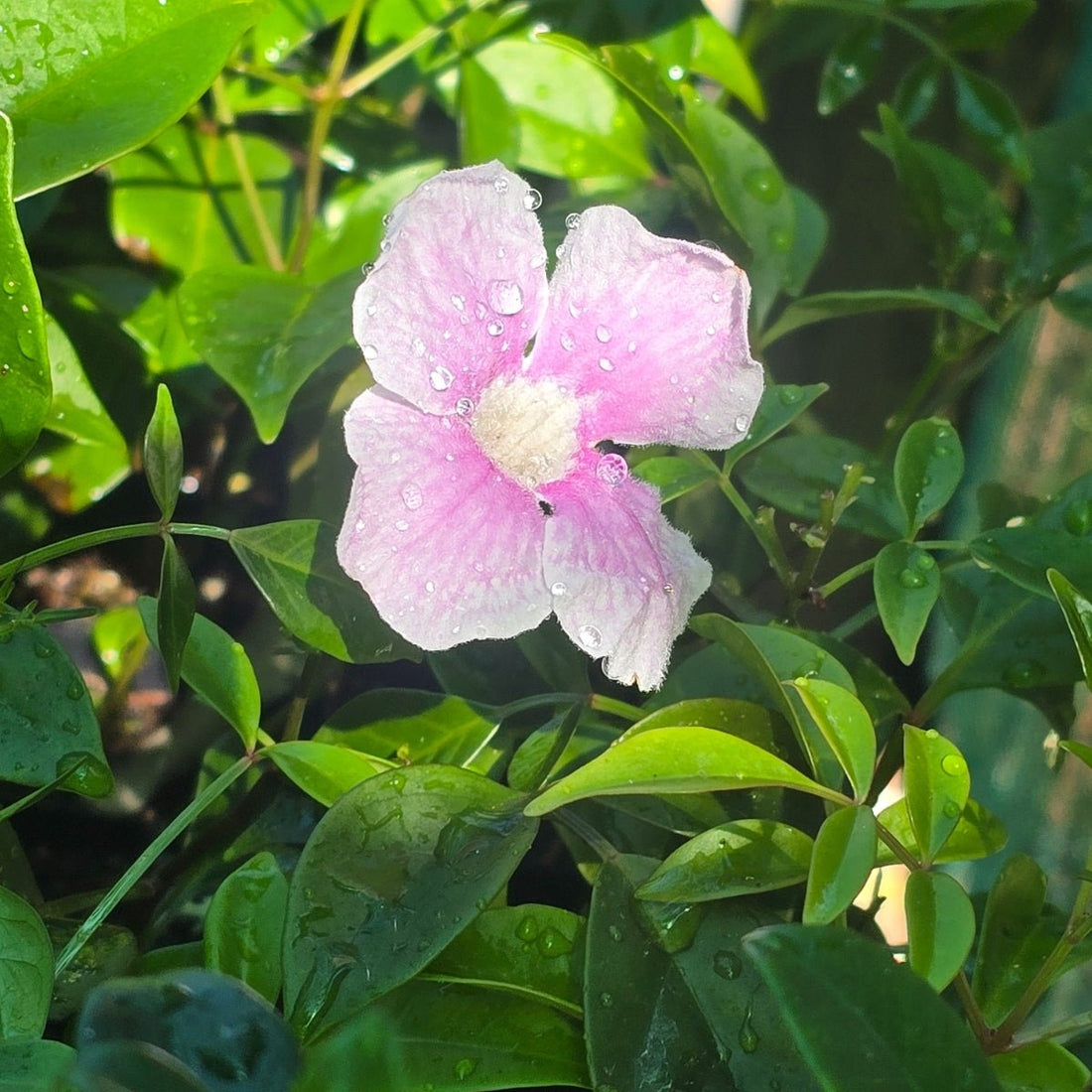Bower of Beauty (Pandorea jasminoides) – 50mm Pot - Oldboy&