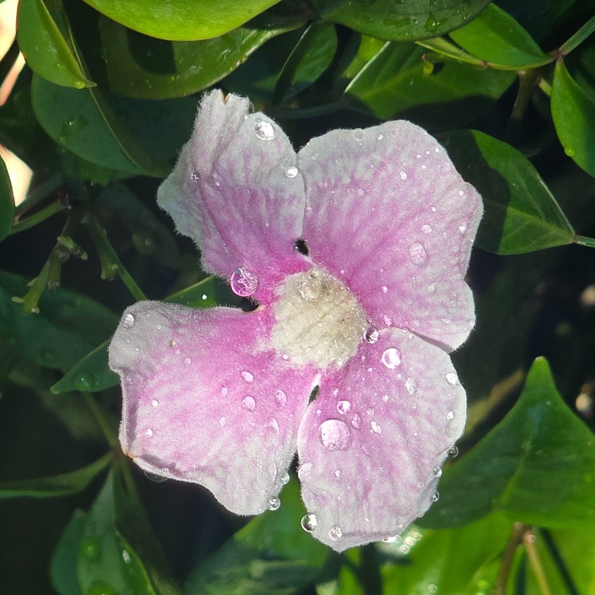Bower of Beauty (Pandorea jasminoides) – 50mm Pot - Oldboy&