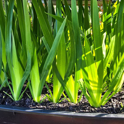 Brazilian Walking Iris – Neomarica gracilis | 50mm Tube - Oldboy&