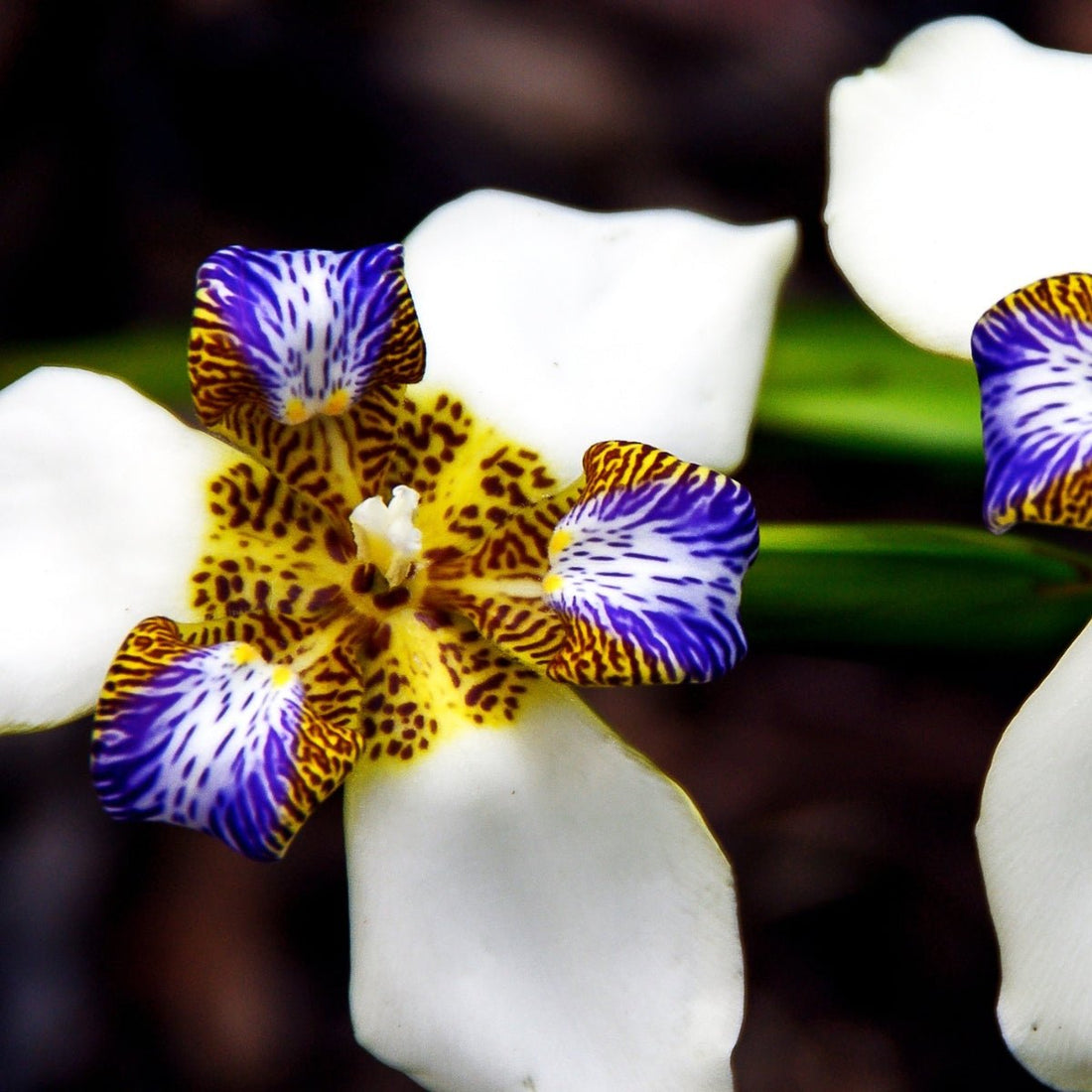 Brazilian Walking Iris – Neomarica gracilis | 50mm Tube - Oldboy&