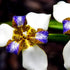 Brazilian Walking Iris – Neomarica gracilis | 50mm Tube - Oldboy&