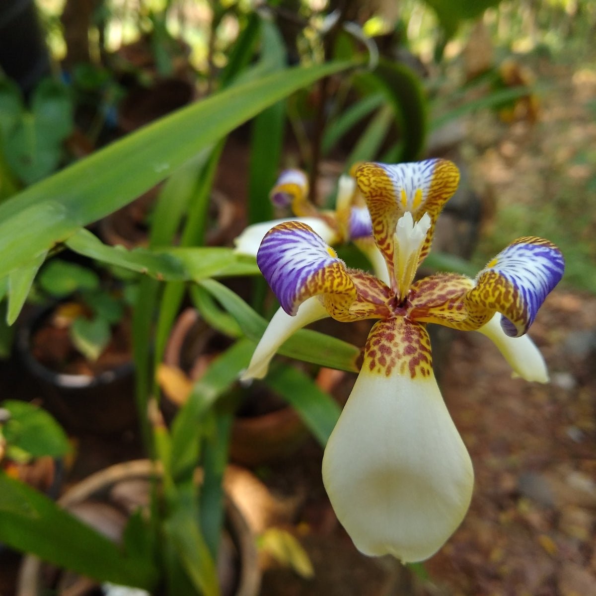 Brazilian Walking Iris – Neomarica gracilis | 50mm Tube - Oldboy&