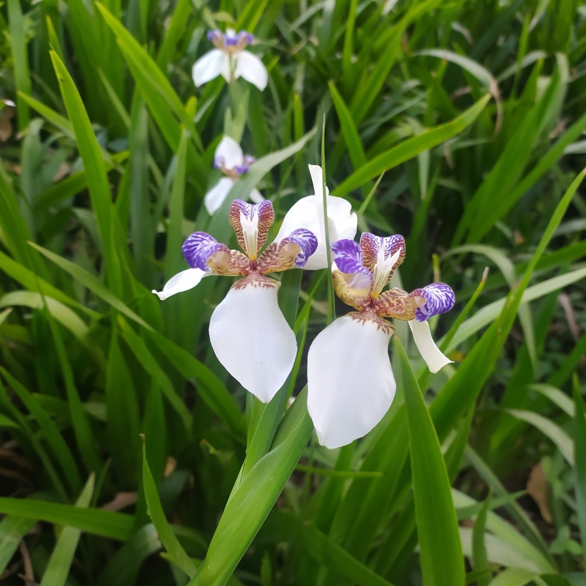 Brazilian Walking Iris – Neomarica gracilis | 50mm Tube - Oldboy&