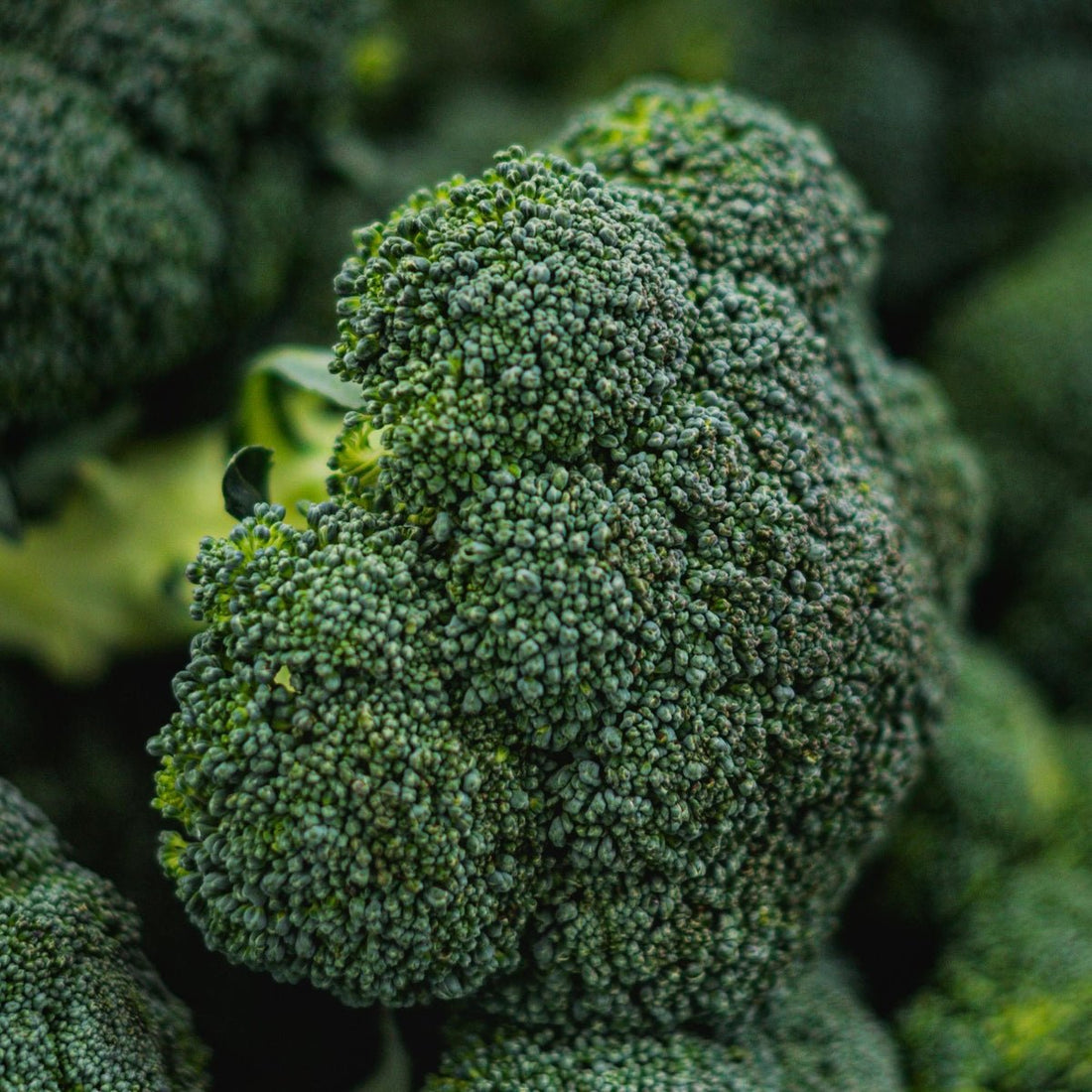 Broccoli Calabrese Seeds (Brassica oleracea) - Oldboy&