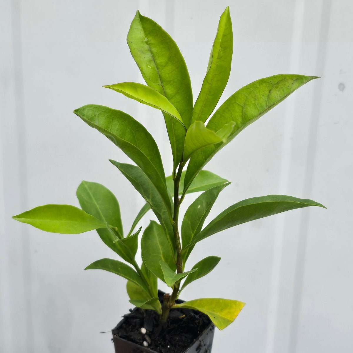 Brunfelsia ‘Sweet and Petite’ | Latifolia - Compact Yesterday Today Tomorrow - Oldboy&
