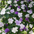 Brunfelsia ‘Sweet and Petite’ | Latifolia - Compact Yesterday Today Tomorrow - Oldboy&