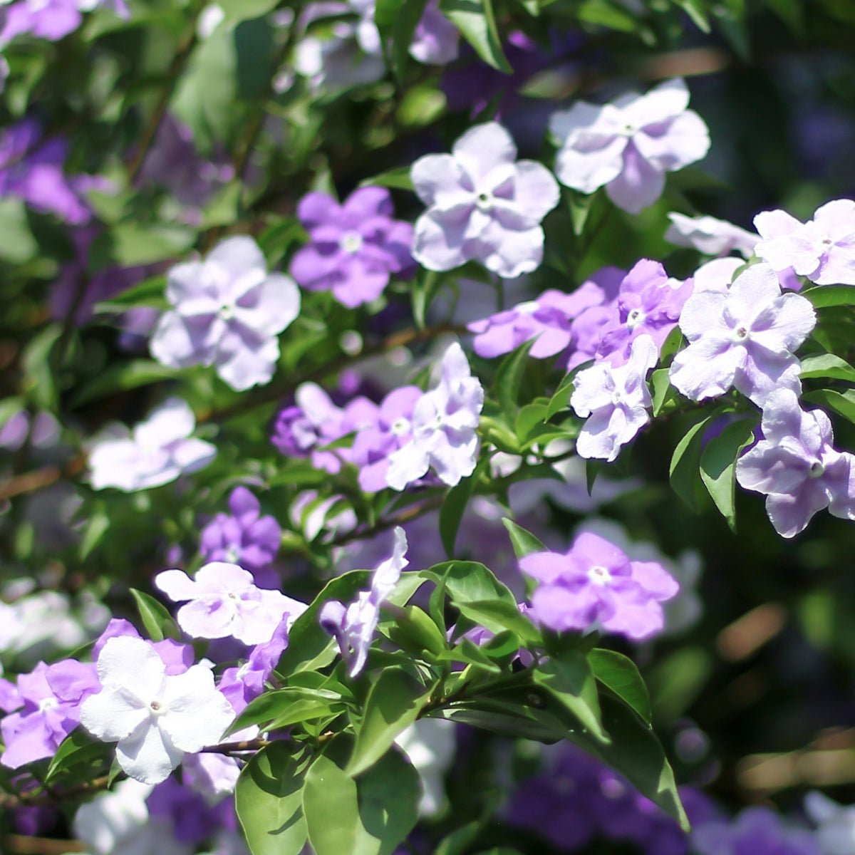 Brunfelsia ‘Sweet and Petite’ | Latifolia - Compact Yesterday Today Tomorrow - Oldboy&