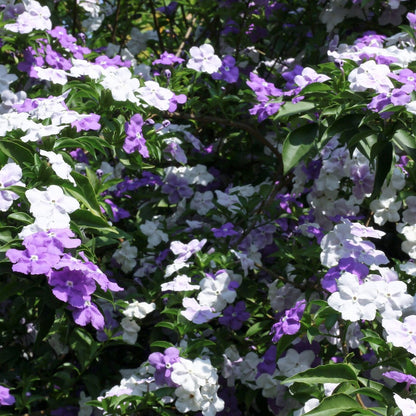 Brunfelsia ‘Sweet and Petite’ | Latifolia - Compact Yesterday Today Tomorrow - Oldboy&