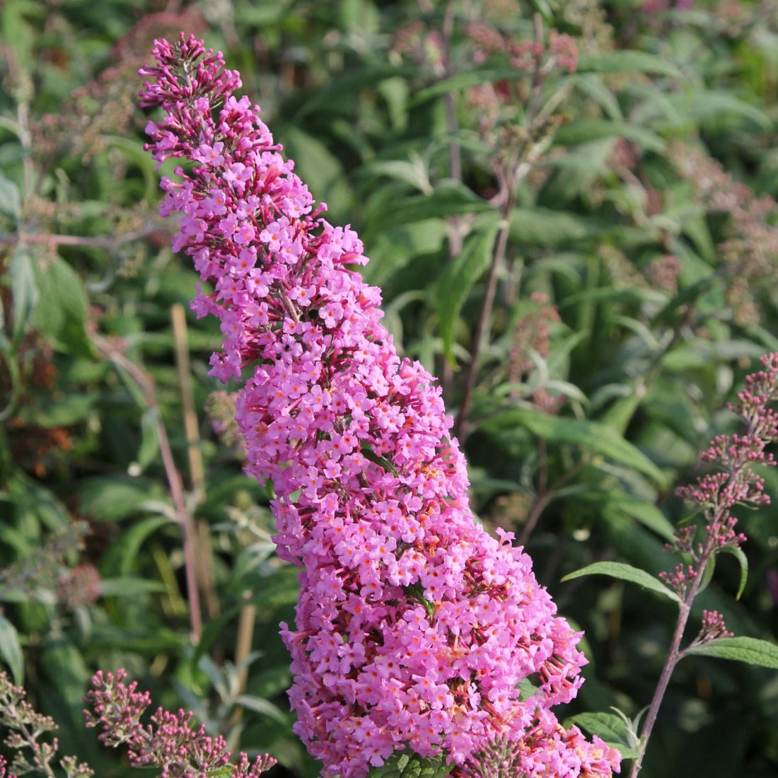 Buddleia davidii &