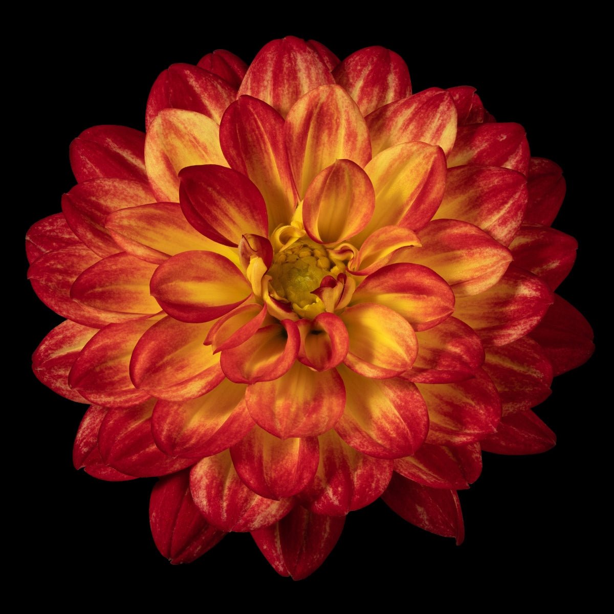 Bushfire Dahlia | Orange Decorative Dahlia Tuber - Oldboy&