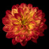 Bushfire Dahlia | Orange Decorative Dahlia Tuber - Oldboy&