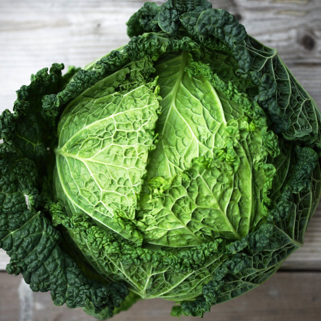 Cabbage Savoy Green Vertus Seeds (Brassica oleracea) - Oldboy&