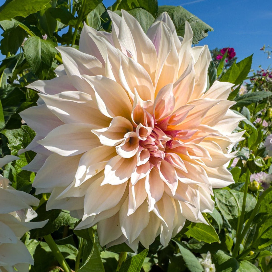 Cafe Au Lait - Dahlia Hybrid - Oldboy&
