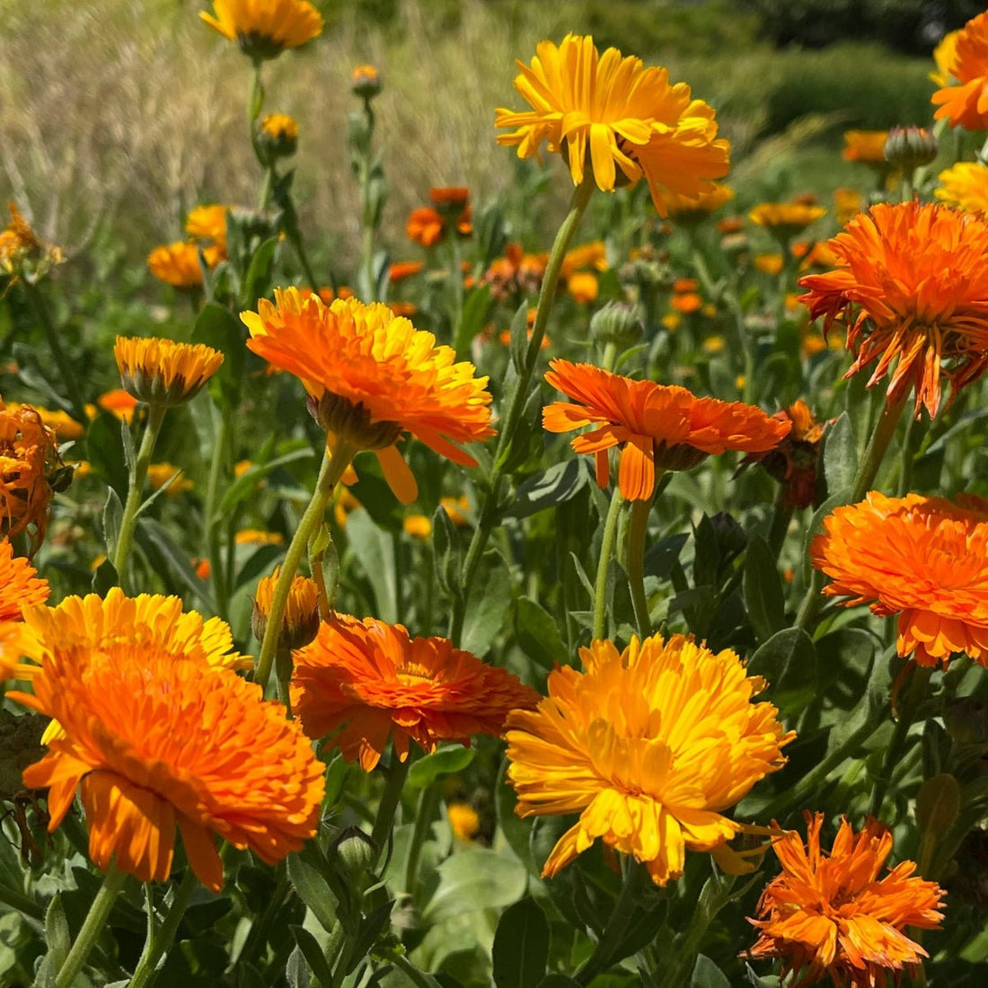 Calendula Seeds - &